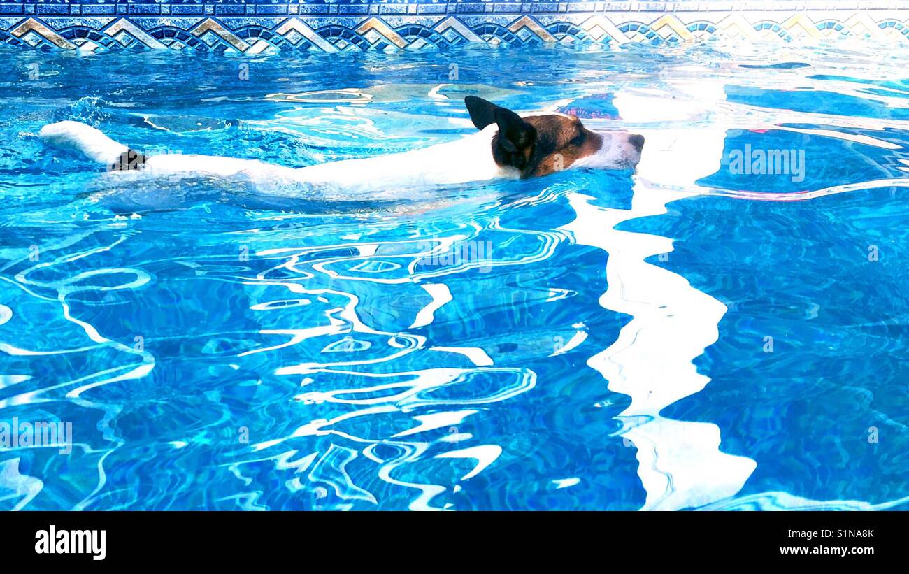 Dog swimming in outdoor swimming pool. - Smartphone Captured Stock Image