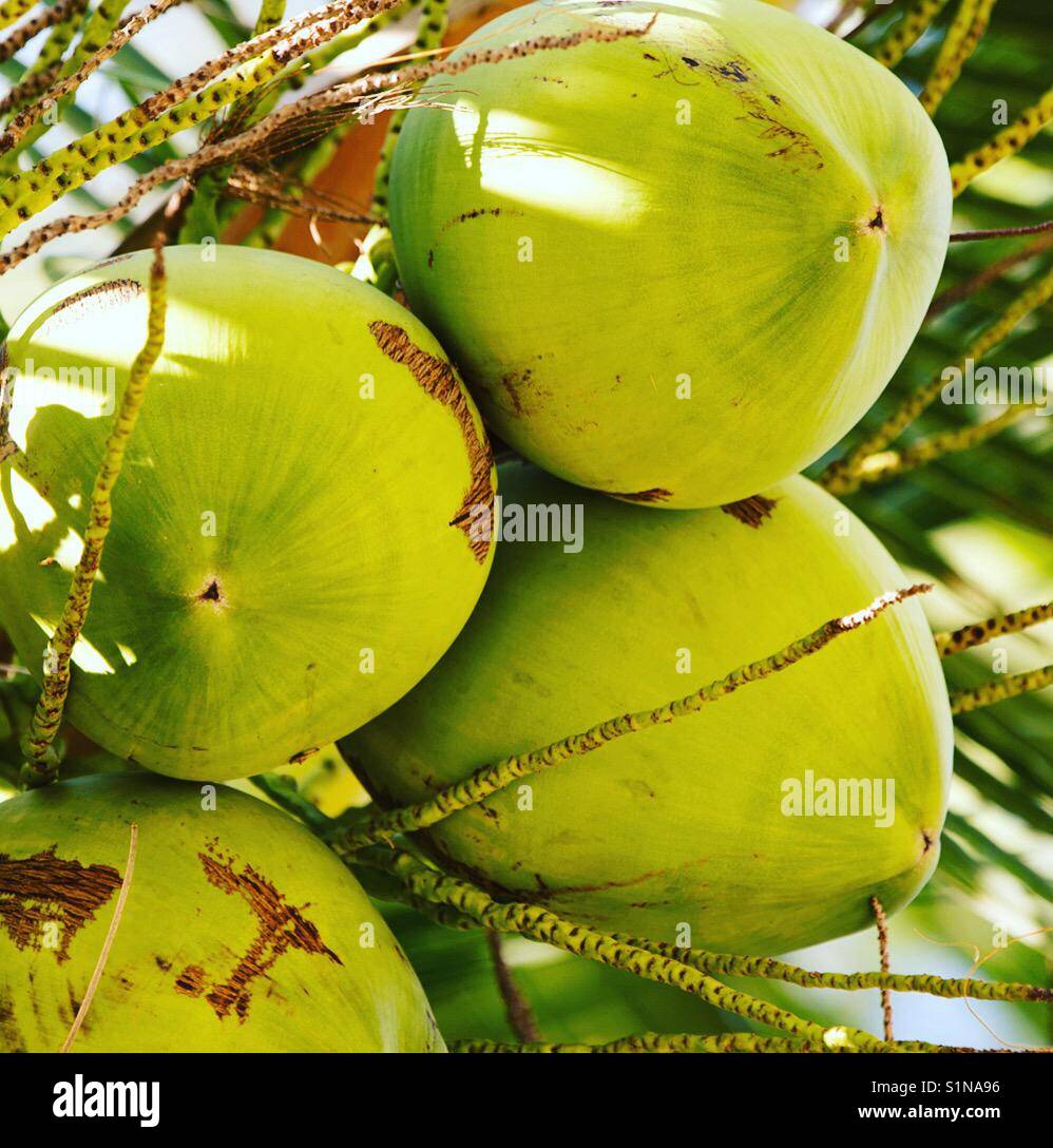 Coconuts on a palm tree Stock Photo Alamy