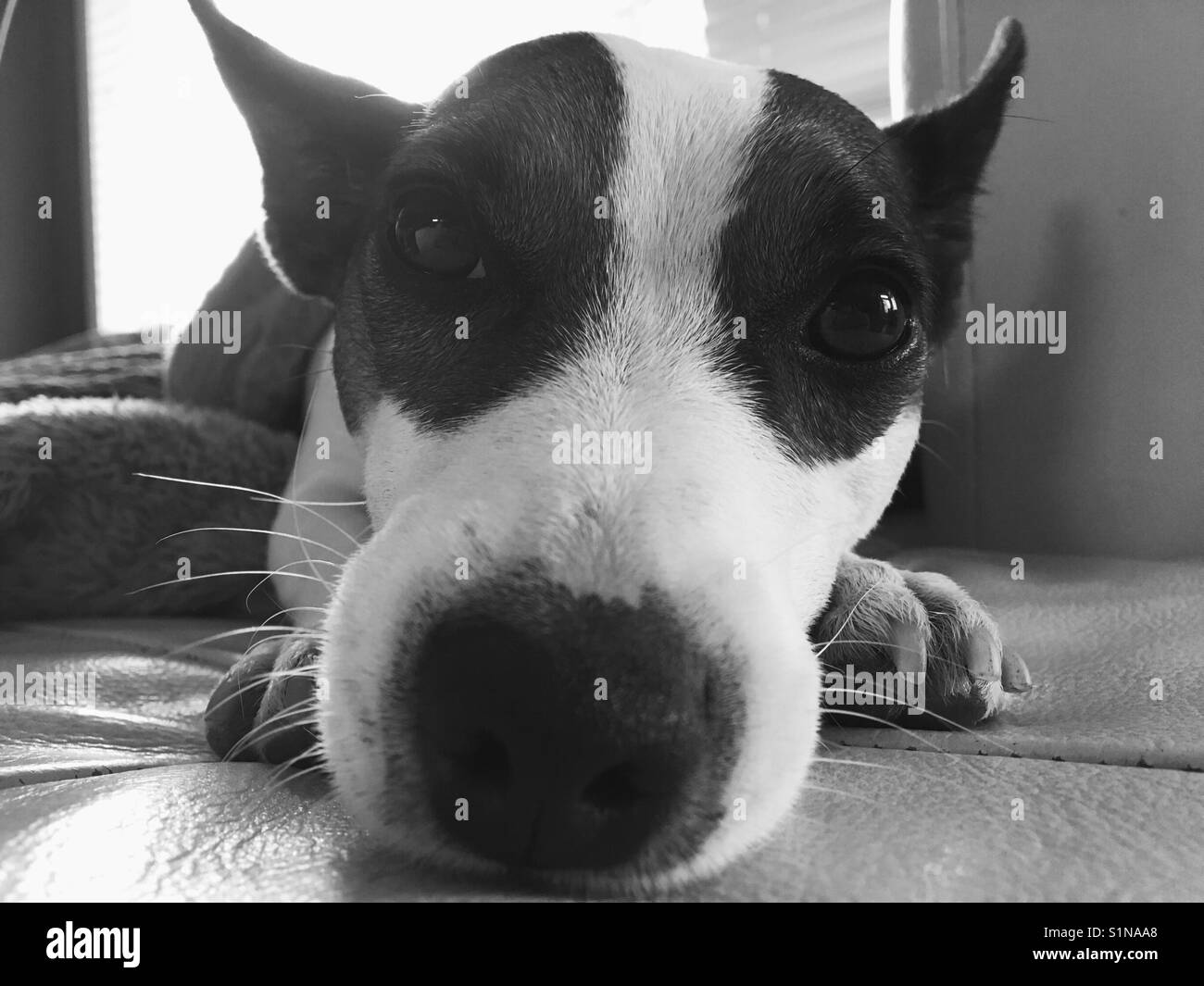 Jack Russell Terrier dog lounging and looking at the camera. In black and white. Stock Photo