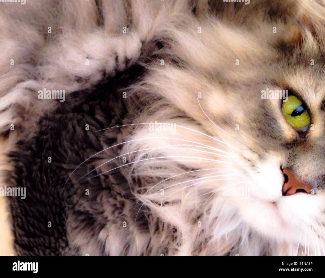 Eye spy- green-eyed, long-haired, tabby gazes at camera in soft photo - Smartphone Captured Stock Image