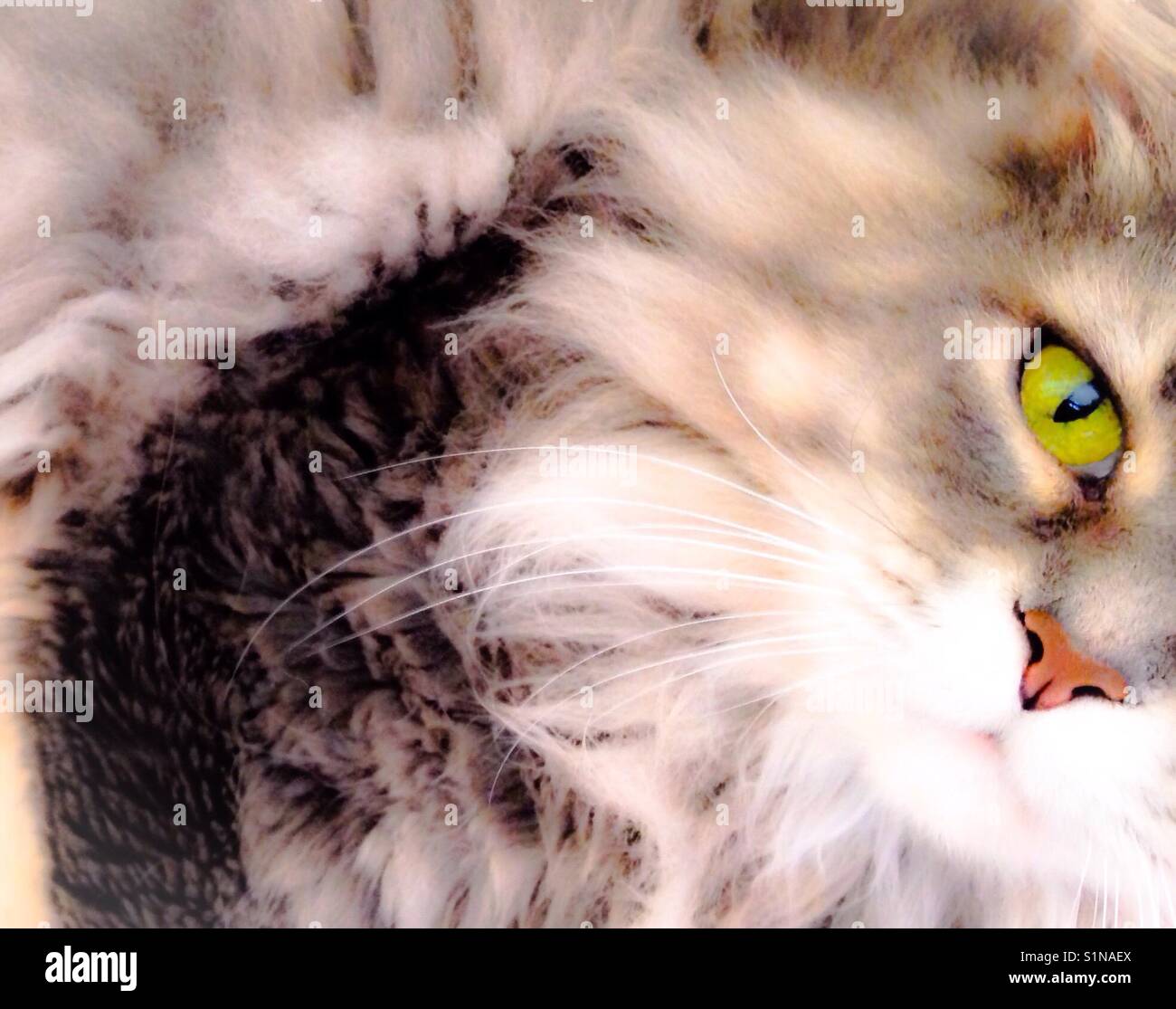 Expectancy- pink-nosed, long-haired tabby gazes expectantly - Smartphone Captured Stock Image