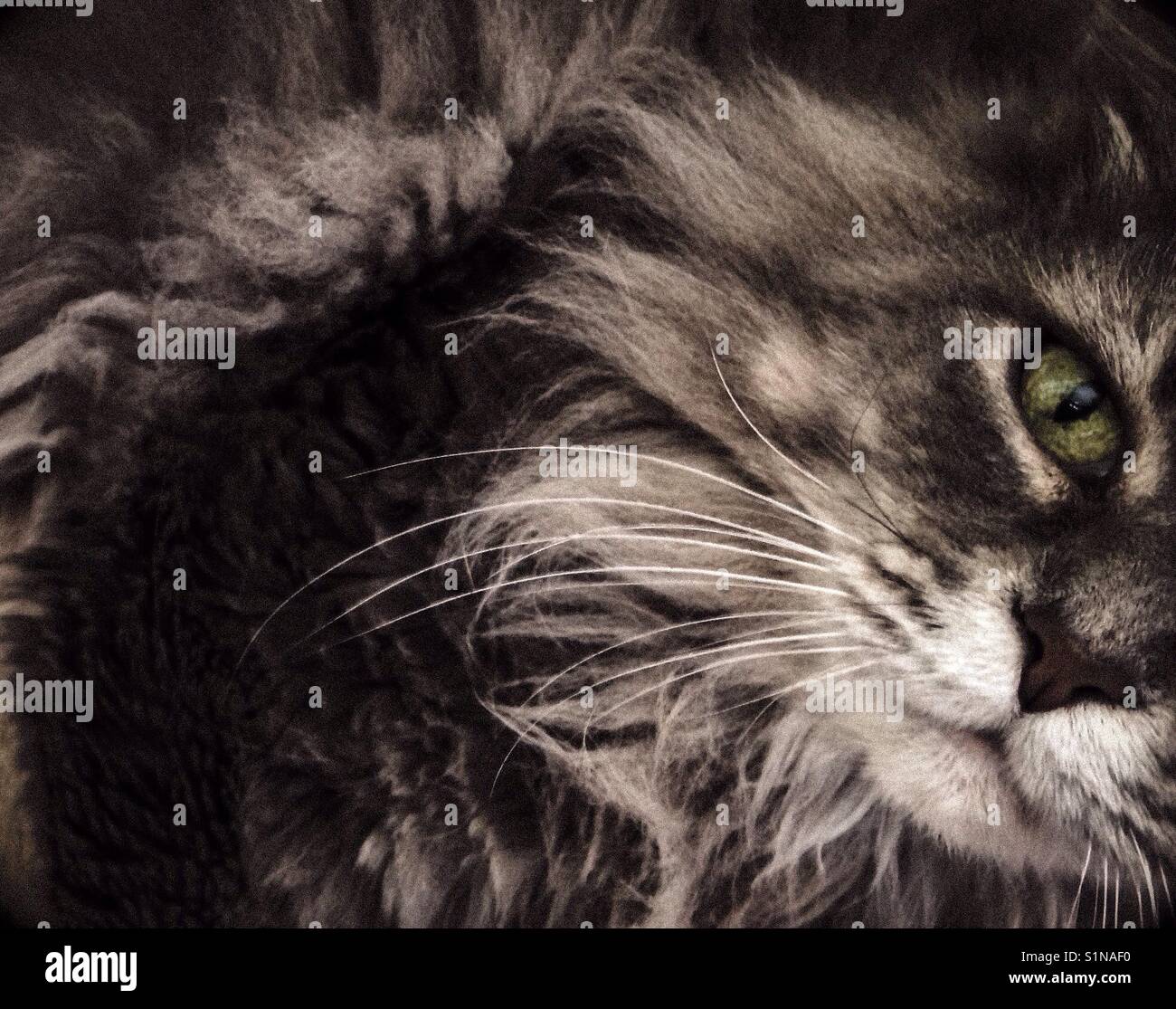 Grey long haired tabby gazes expectantly - Smartphone Captured Stock Image