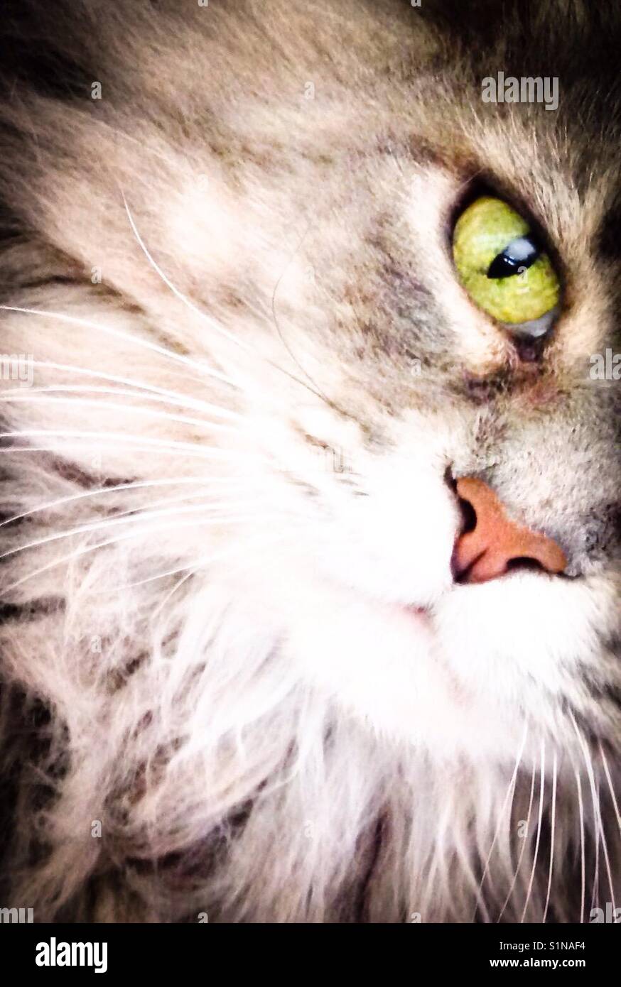 I love you, feed me- green eyed tabby gazes expectantly - Smartphone Captured Stock Image