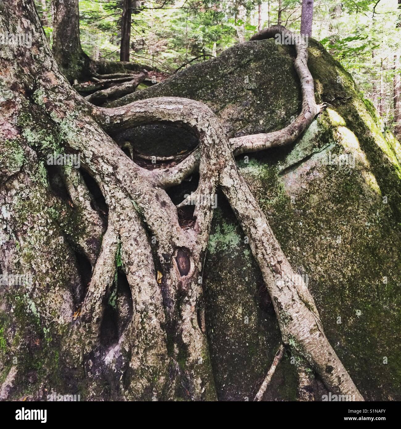 Yellow Birch roots around rocks at the Flume Gorge, Franconia Notch State Park, White Mountains, New Hampshire, United States - Smartphone Captured Stock Image