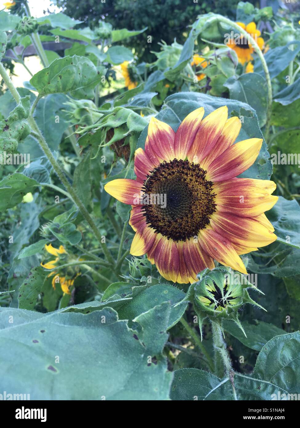 Sunflower in southeastern Kentucky Stock Photo Alamy