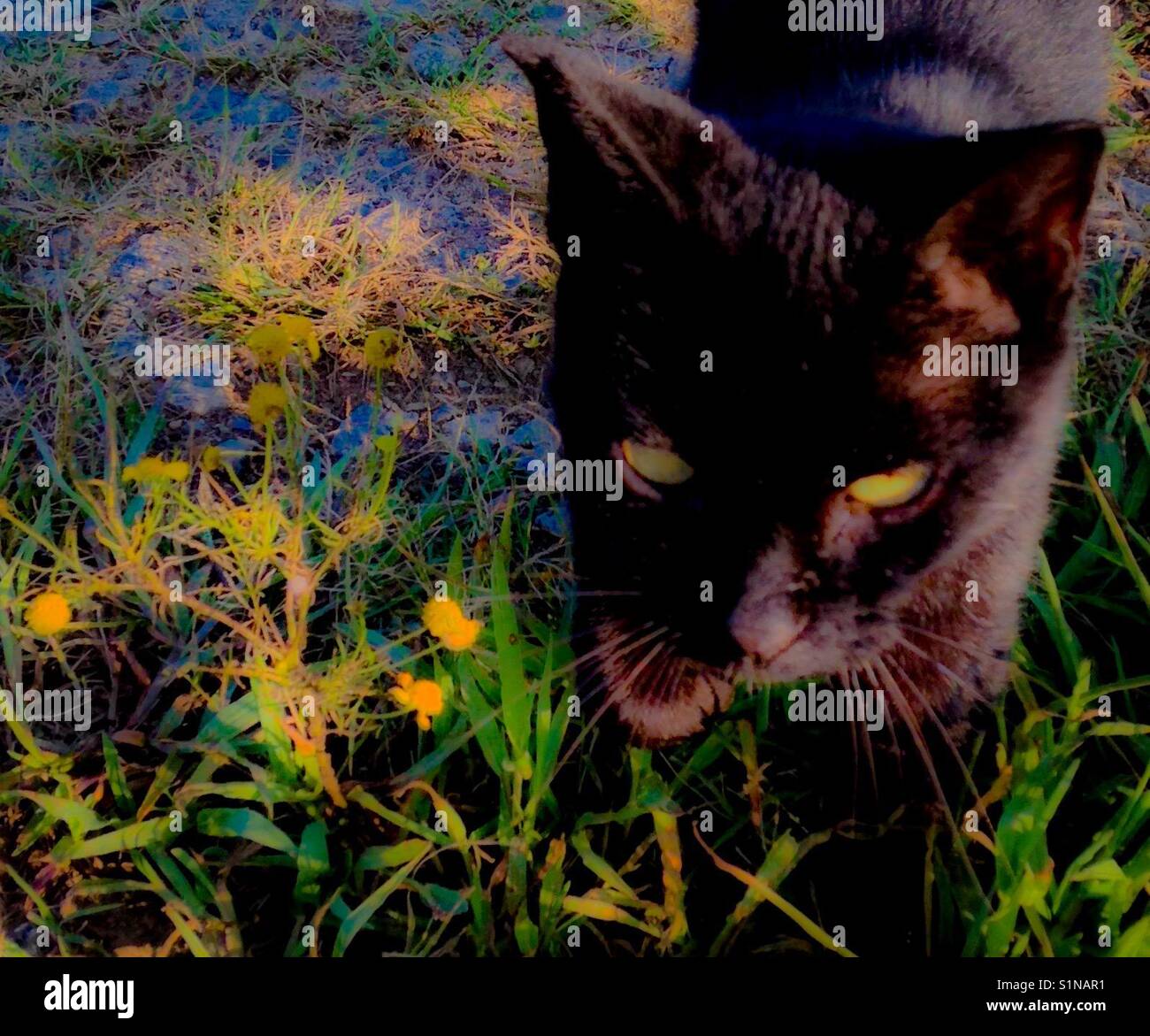 Black cat slinks through North Carolina field Stock Photo