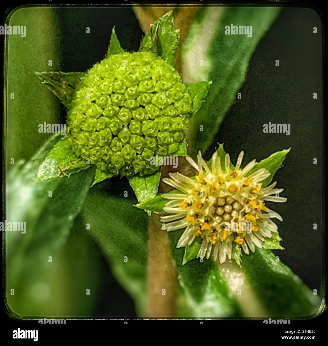 Tiny flower and seed head of a White Eclipta plant, Eclipse prostrata, macro shot - Smartphone Captured Stock Image