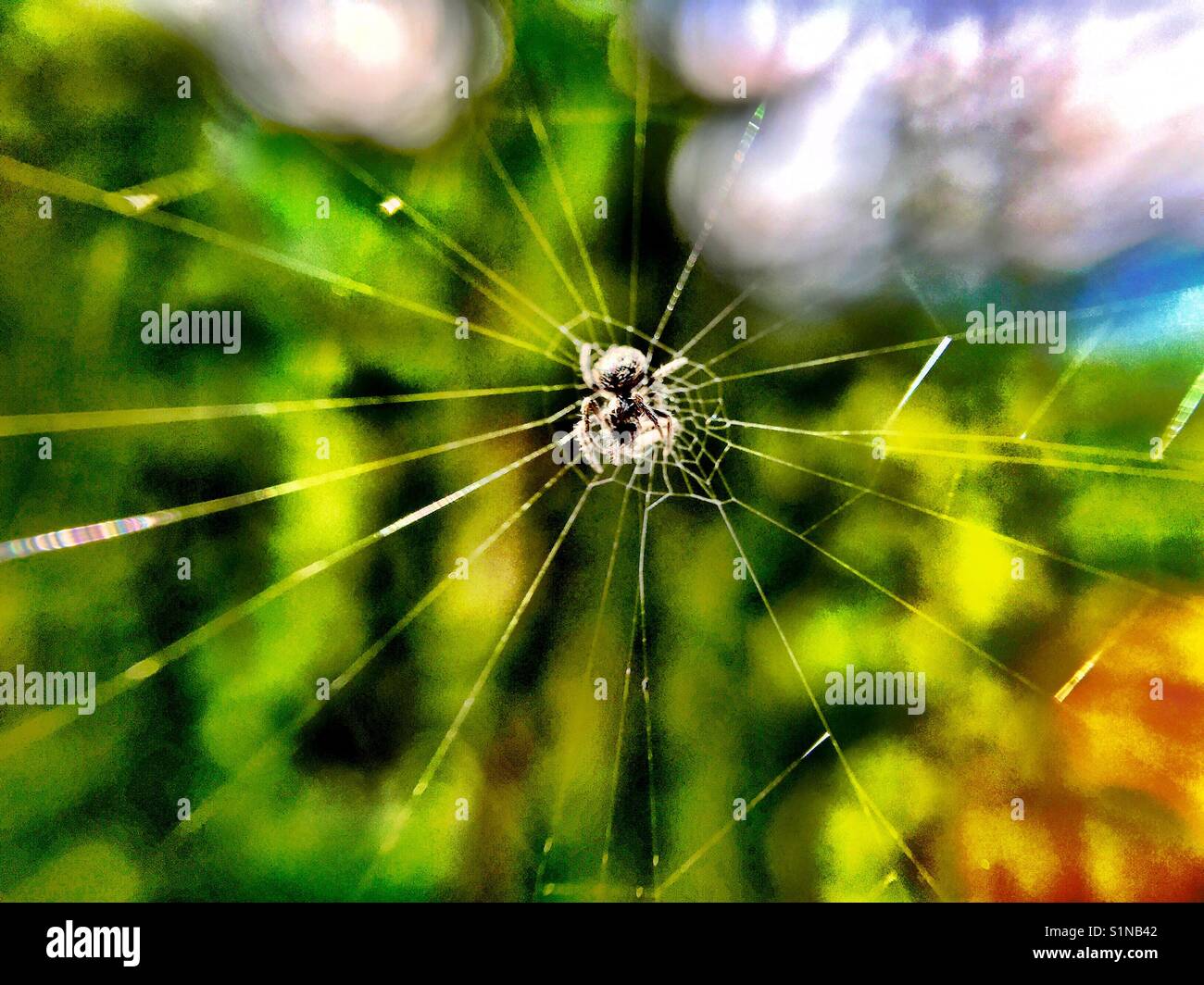 Spider making web close up Stock Photo