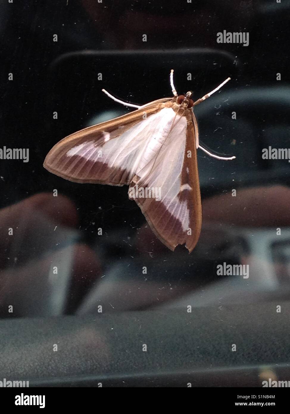 8/9/17. A Box Tree moth, Cydalima perspectalis (the caterpillars of which have destroyed box tree plants and other plants & crops in France parts of mainland Europe) is spotted in Twickenham London UK Stock Photo