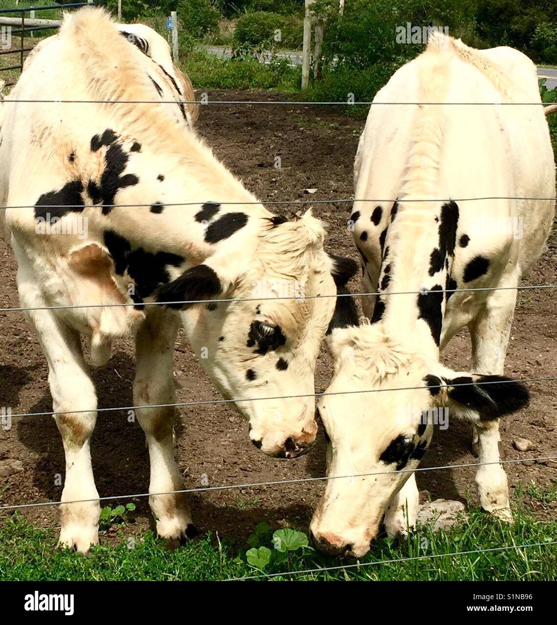 2 White cows with black spots, heads together, 'what did you find one cow appears to say to the other cow' Stock Photo