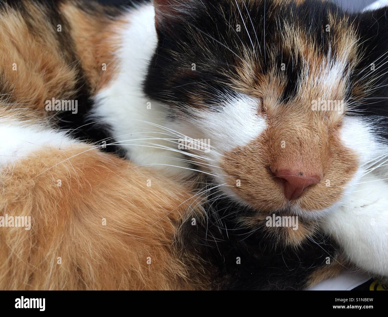 Tortoise Shell Cat High Resolution Stock Photography and Images - Alamy