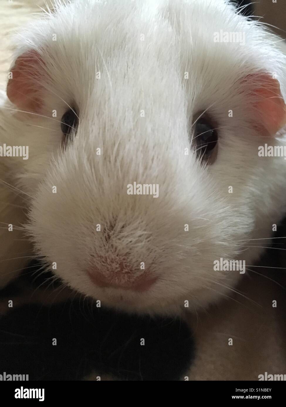 White guinea pig, cream self Stock Photo Alamy