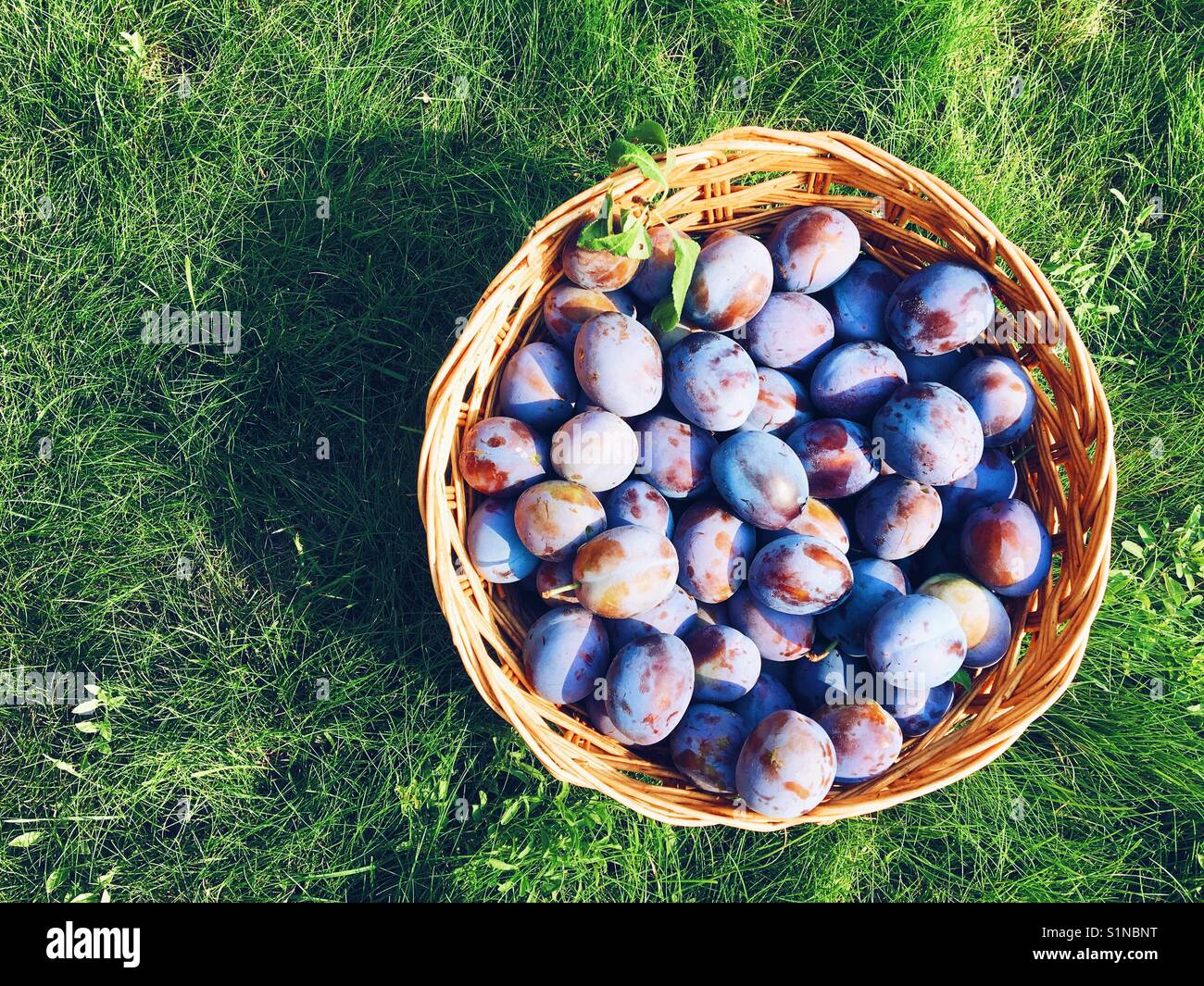 Basket full of plums on green grass outdoors. Space for copy. Stock Photo