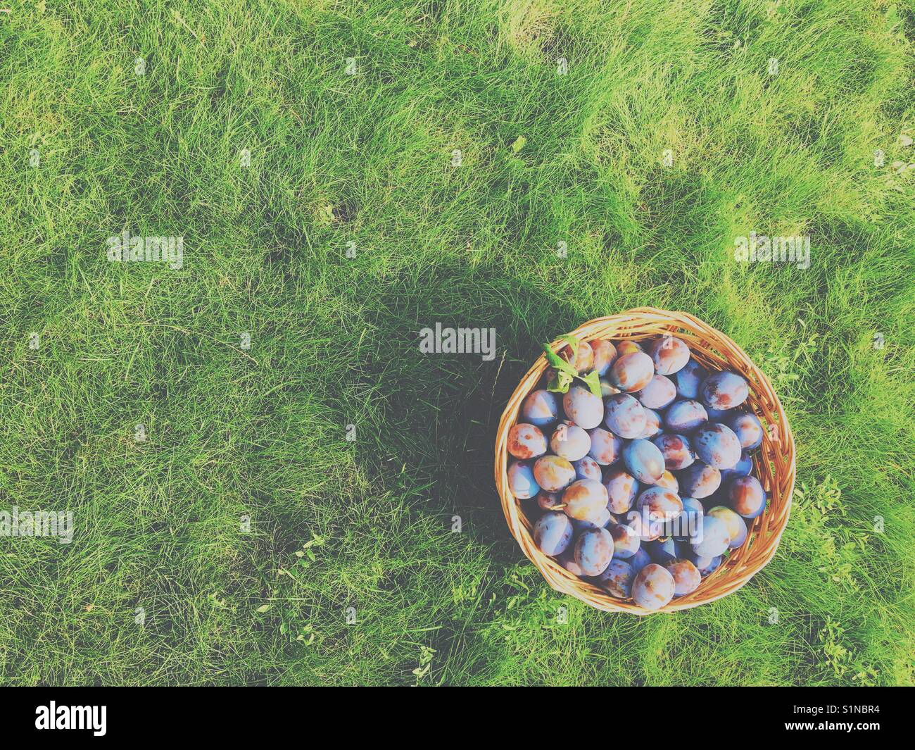 Freshly picked basket of prune plums sitting on green grass. Faded edit. Space for copy. Stock Photo