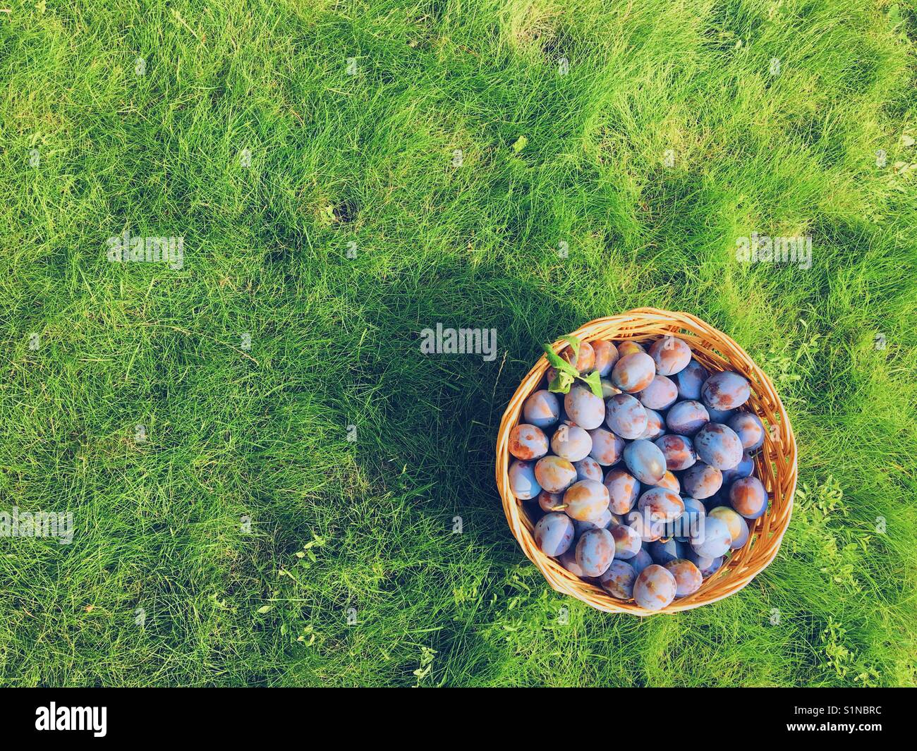 Purple prune plums in a wicker basket sitting outdoors on green grass. Room for copy. - Smartphone Captured Stock Image