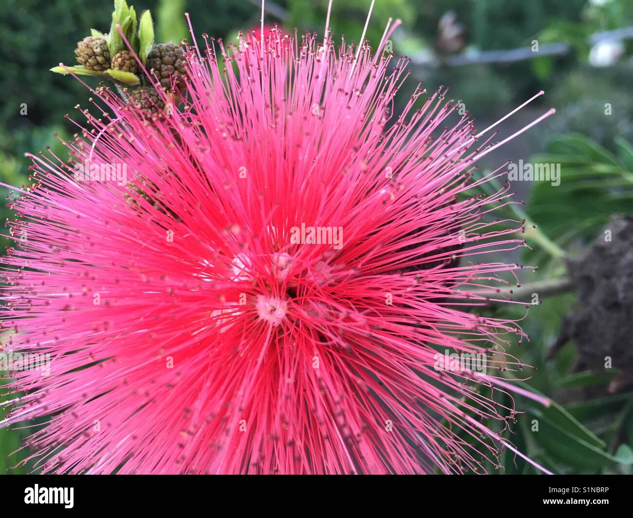 pink flowers names