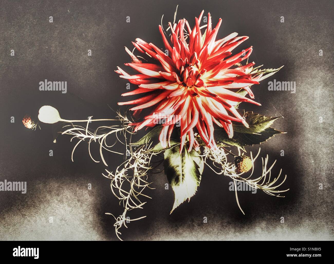 British Grown Dahlias High Resolution Stock Photography and Images - Alamy