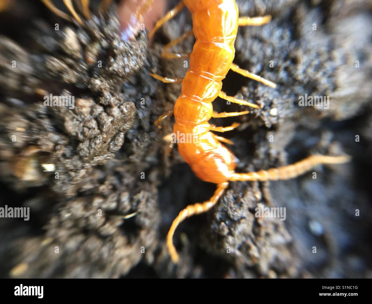 Soil centipede hi-res stock photography and images - Alamy