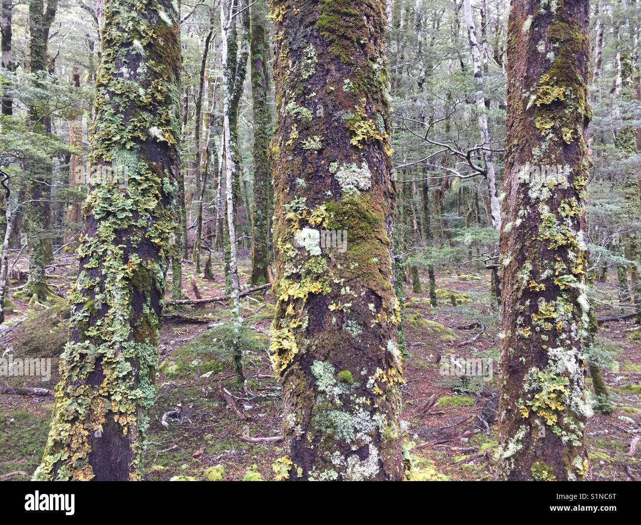 New Zealand native forest Stock Photo