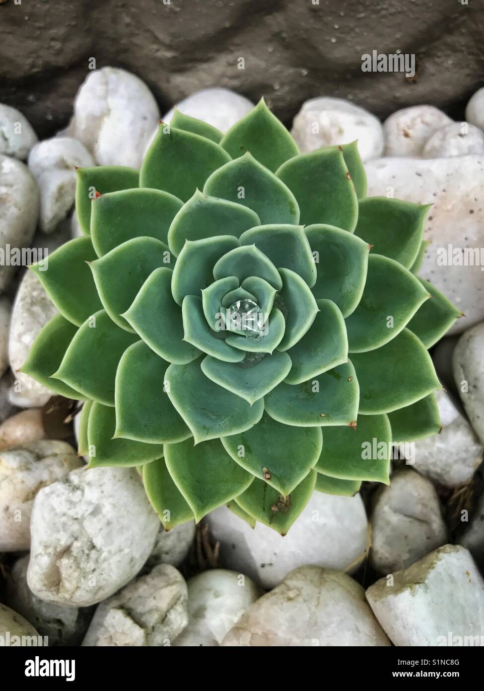 Green plant in rock garden - Smartphone Captured Stock Image