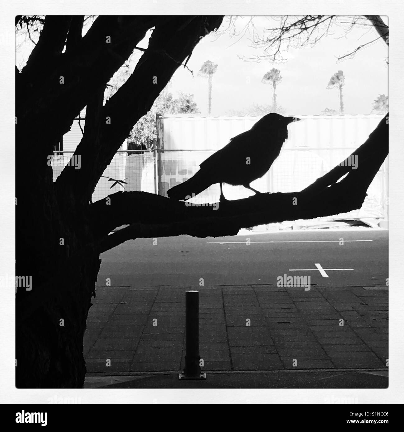 Crow silhouette Black and White Stock Photos & Images Alamy