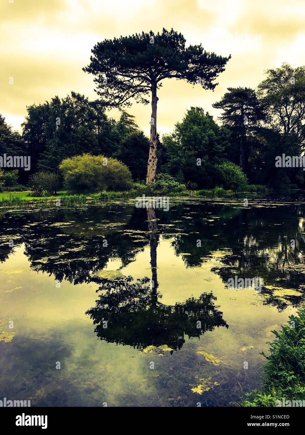 Pine tree reflected in a tranquil lake - Smartphone Captured Stock Image