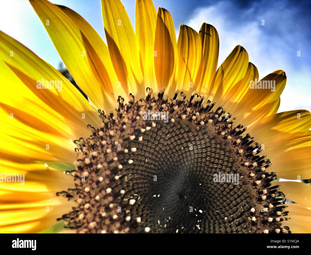 Sunflower 'Russian Giant', Helianthus annuus - Smartphone Captured Stock Image