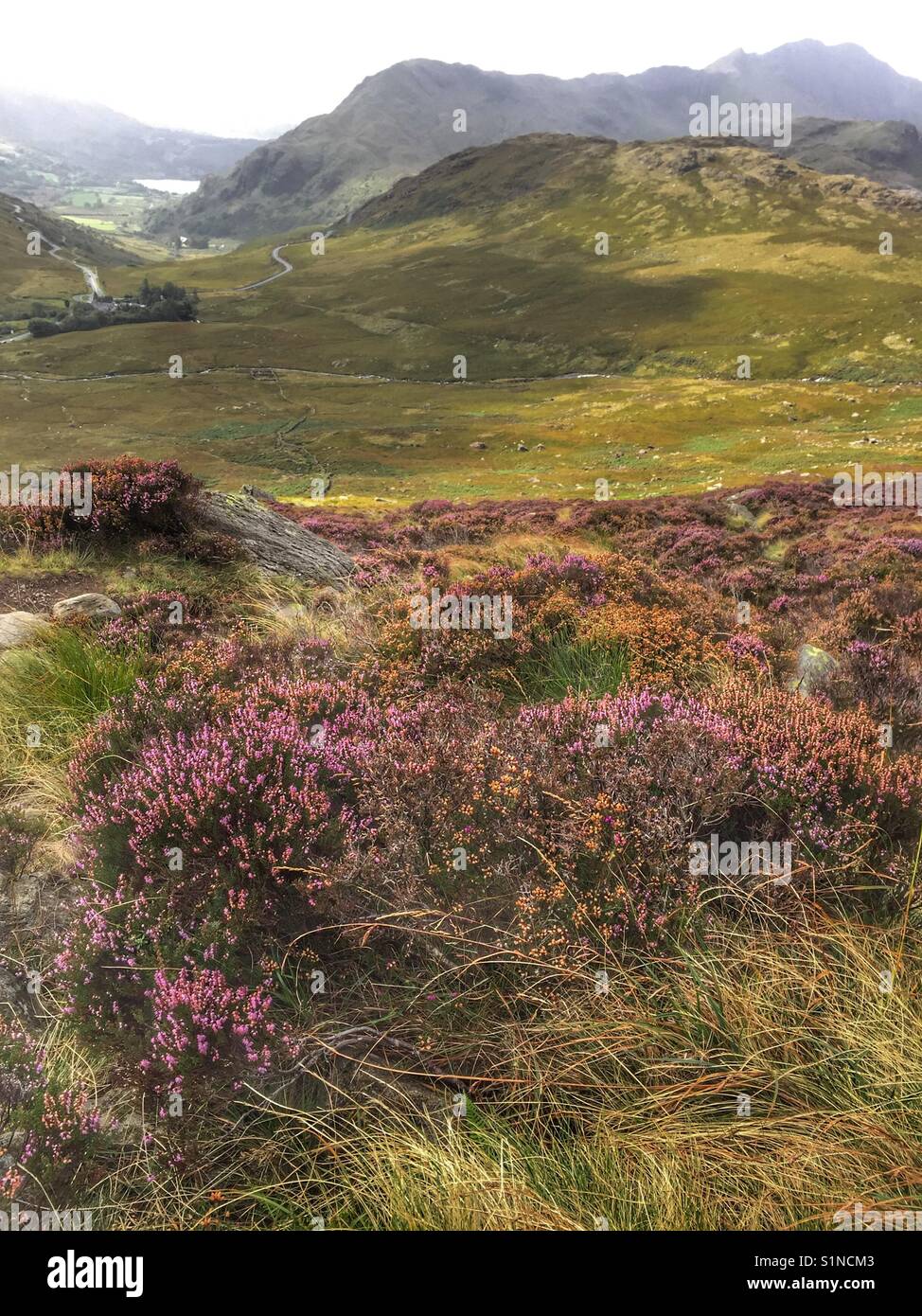 Purple heather and gorse bushes on mountain side in Snowdonia National Park - Smartphone Captured Stock Image