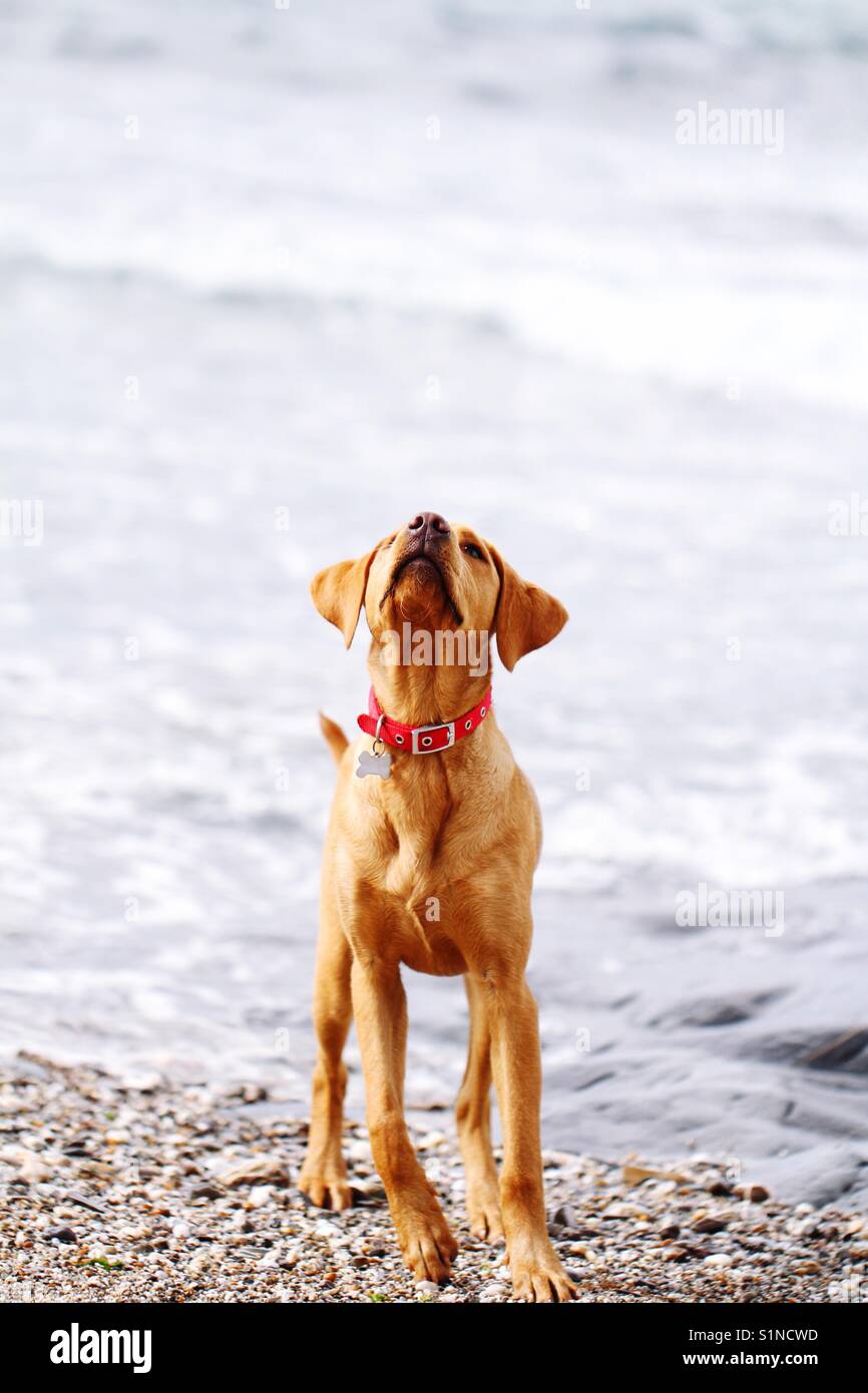 A yellow labrador retriever puppy standing on a pebble Beach and looking upwards at the sky into copy space with a cold grey ocean behind in a funny dog portrait image - Smartphone Captured Stock Image