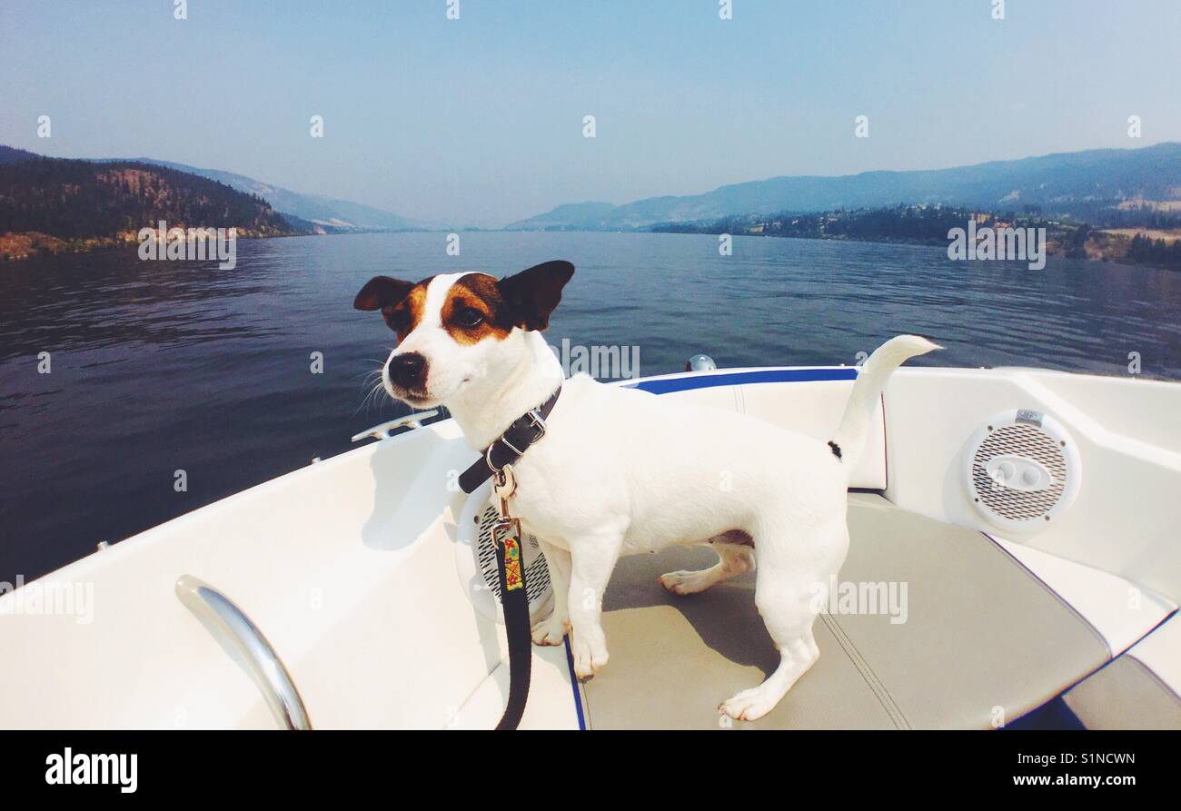 Dog on a boat. Stock Photo
