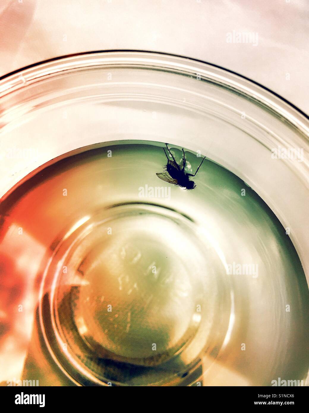 Dead fly that has drowned in a cup of water. Stock Photo