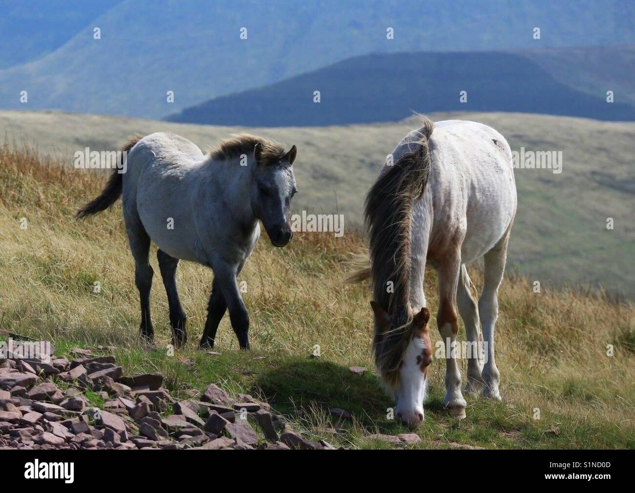 Wild Horses Grazing on a Mountainside - Smartphone Captured Stock Image