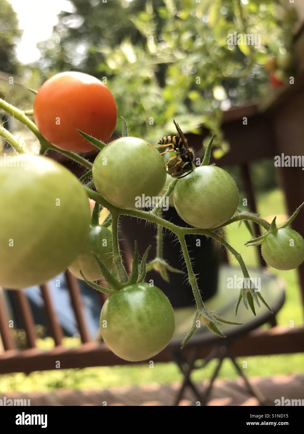 Bee on tomatoes 2 Stock Photo Alamy