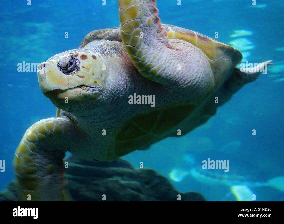 Bournemouth Oceanarium Turles - Smartphone Captured Stock Image