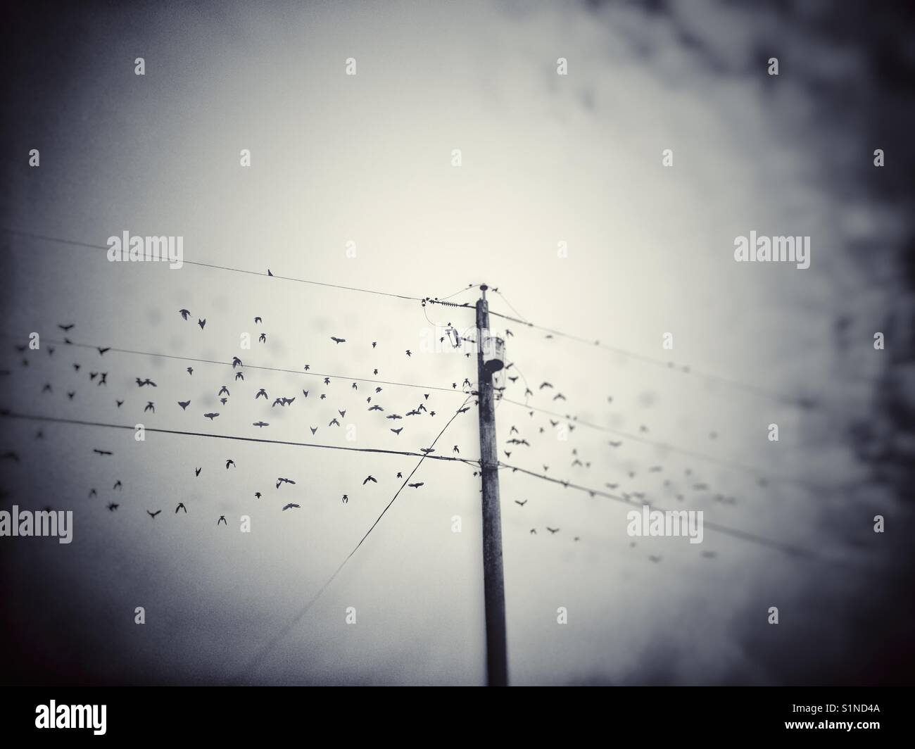 Flock of Starling birds taking off from electrical pole on a dreary overcast day. British Columbia, Canada. Stock Photo