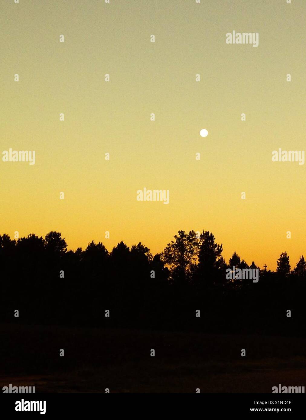 Morning moon with silhouette of trees - Smartphone Captured Stock Image