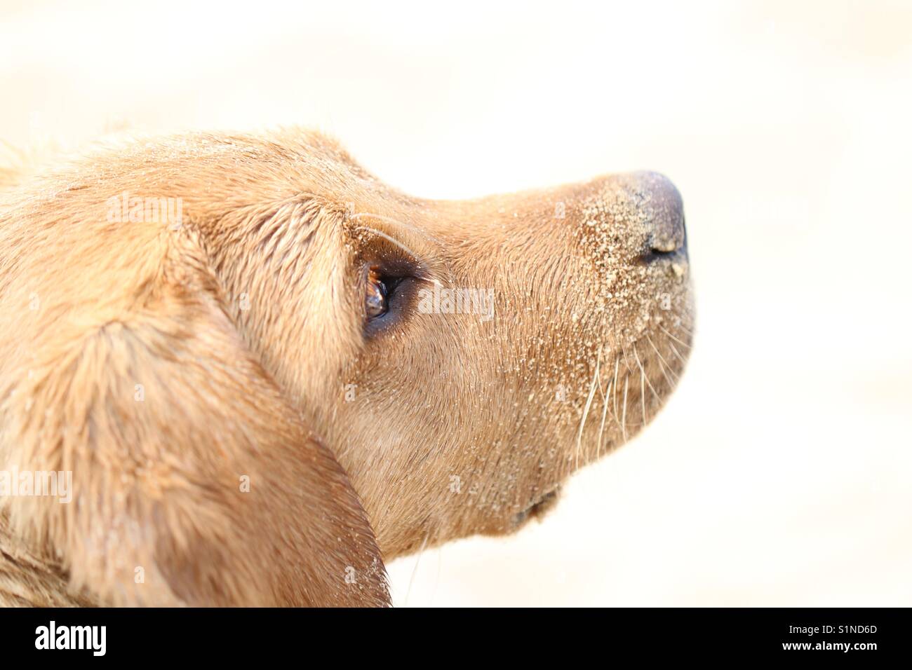 A cute Labrador retriever puppy in a hi key image covered in sand with a bright, white background. - Smartphone Captured Stock Image