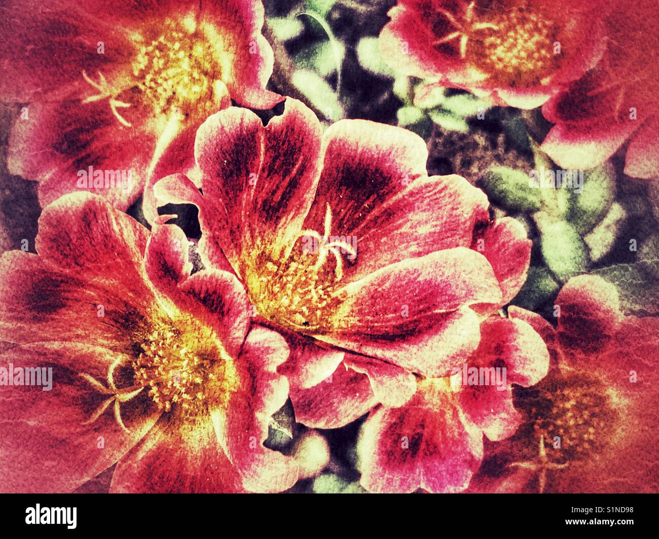 Portulaca oleracea, also known as purslane - Smartphone Captured Stock Image