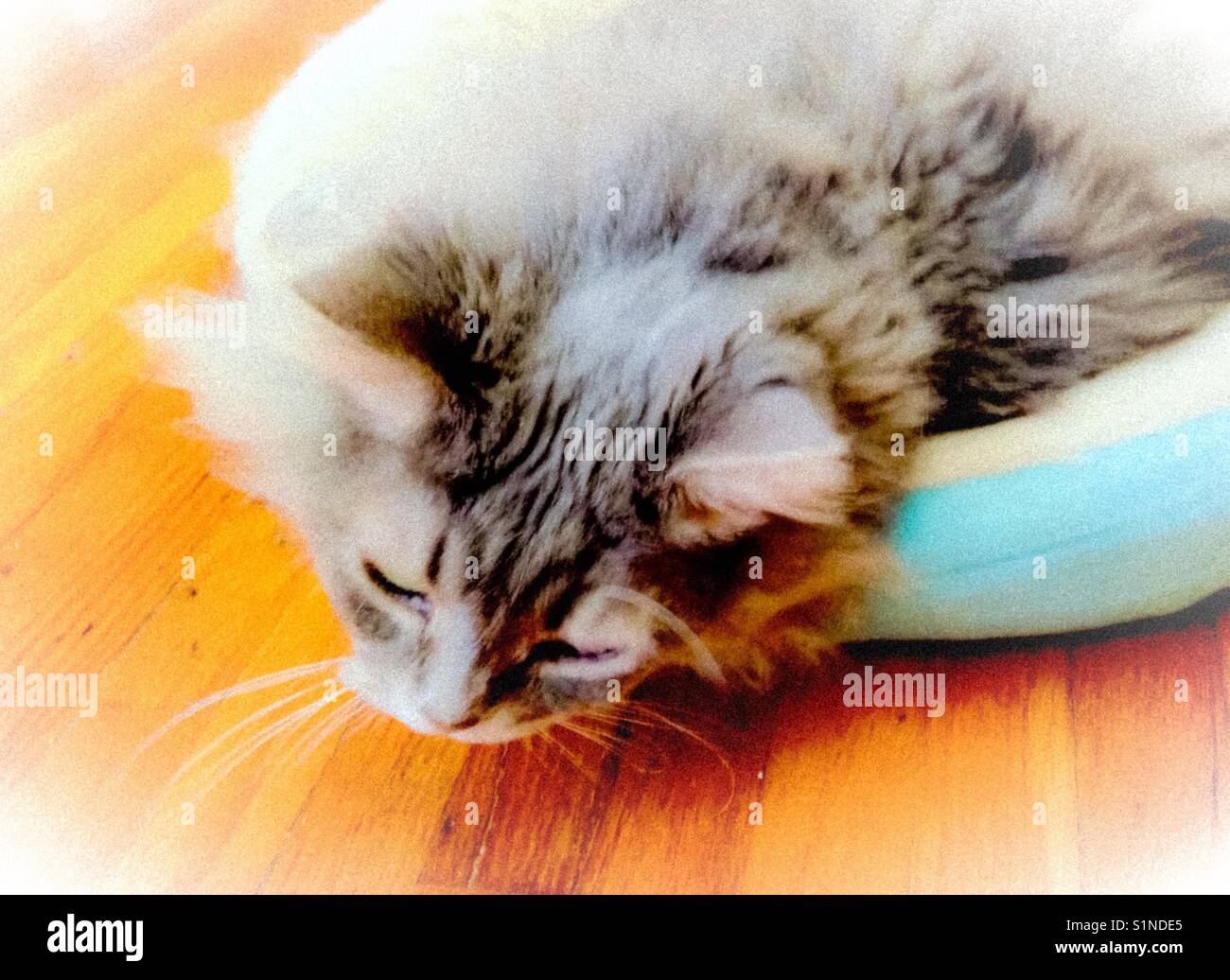Fluffy long-haired tabby cat stretches gracefully - Smartphone Captured Stock Image