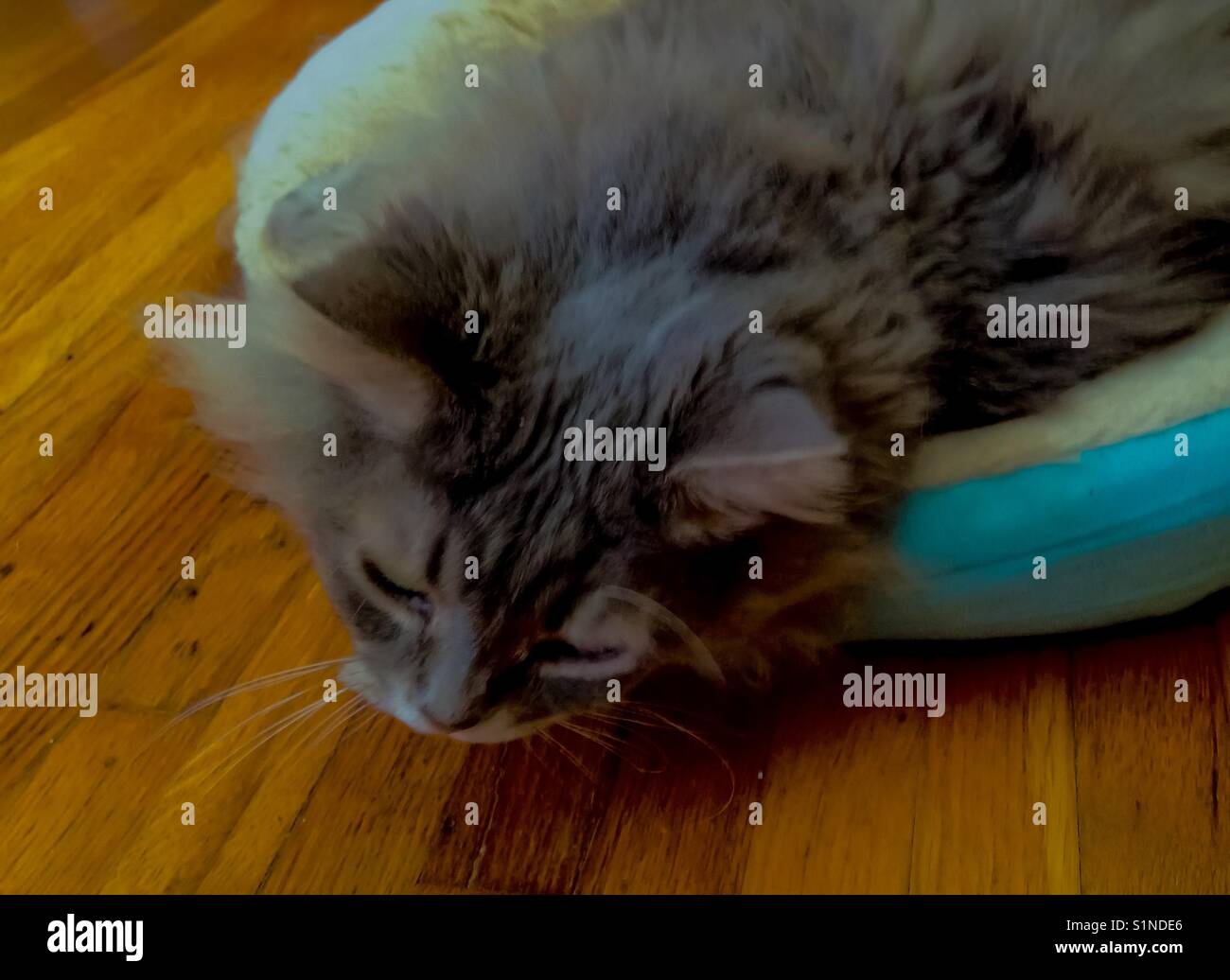 Graceful stretch from long haired tabby queen - Smartphone Captured Stock Image