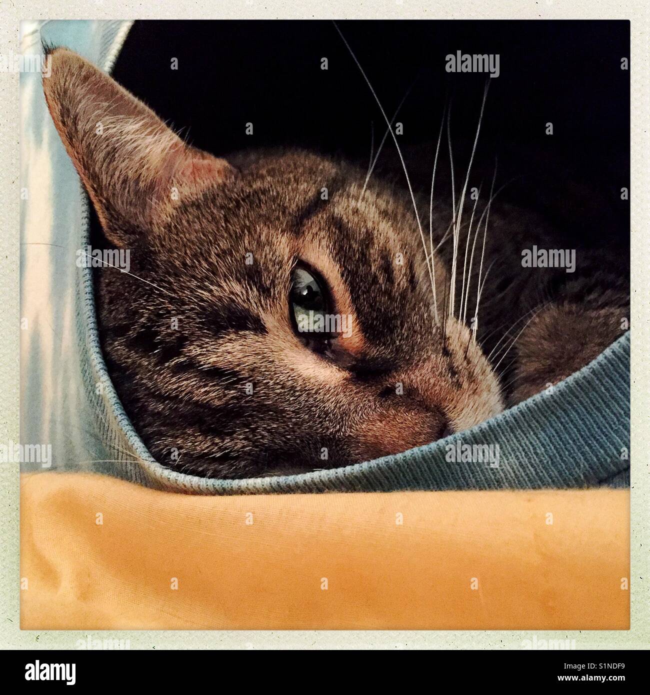 Sleep with one eye open - Smartphone Captured Stock Image