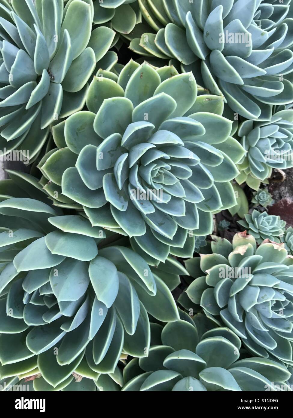 Close up of agave plant - Smartphone Captured Stock Image