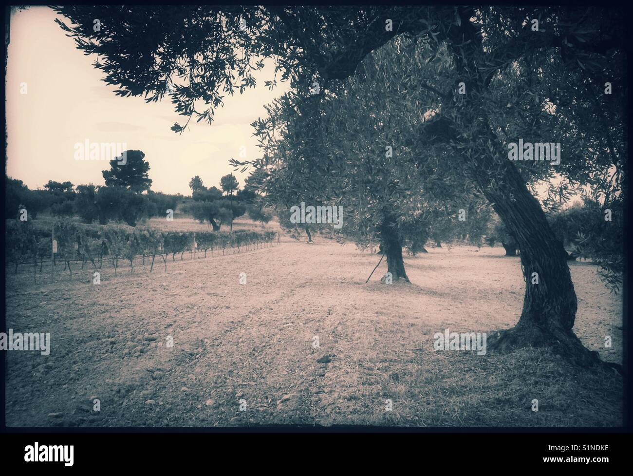 Vineyard and olive grove, Catalonia, Spain. - Smartphone Captured Stock Image