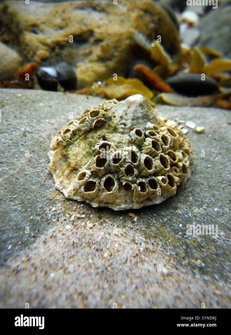 Underwater photo of limpet shell covered in barnacles - Smartphone Captured Stock Image