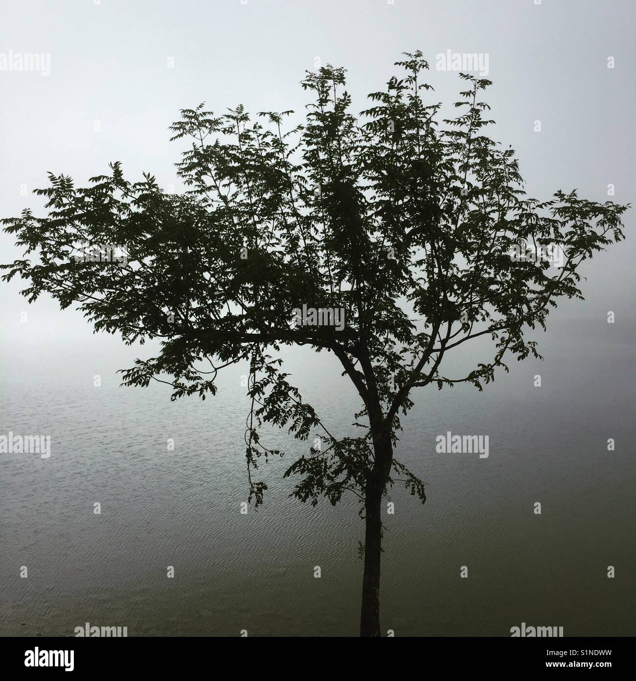 Tree with foggy lake background Stock Photo - Alamy