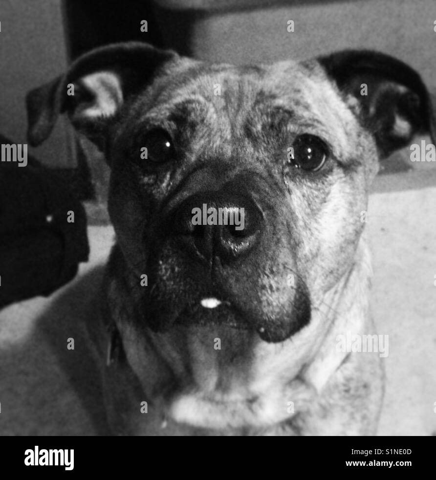 Pit bull/ boxer dog. Stock Photo