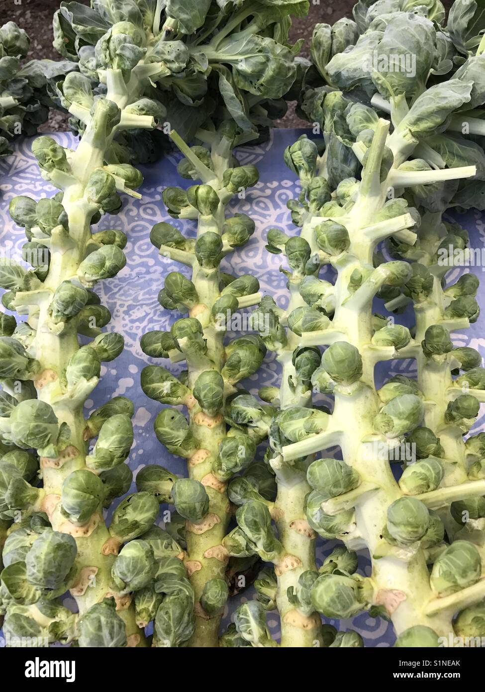 Sprouts on stem hi-res stock photography and images - Alamy