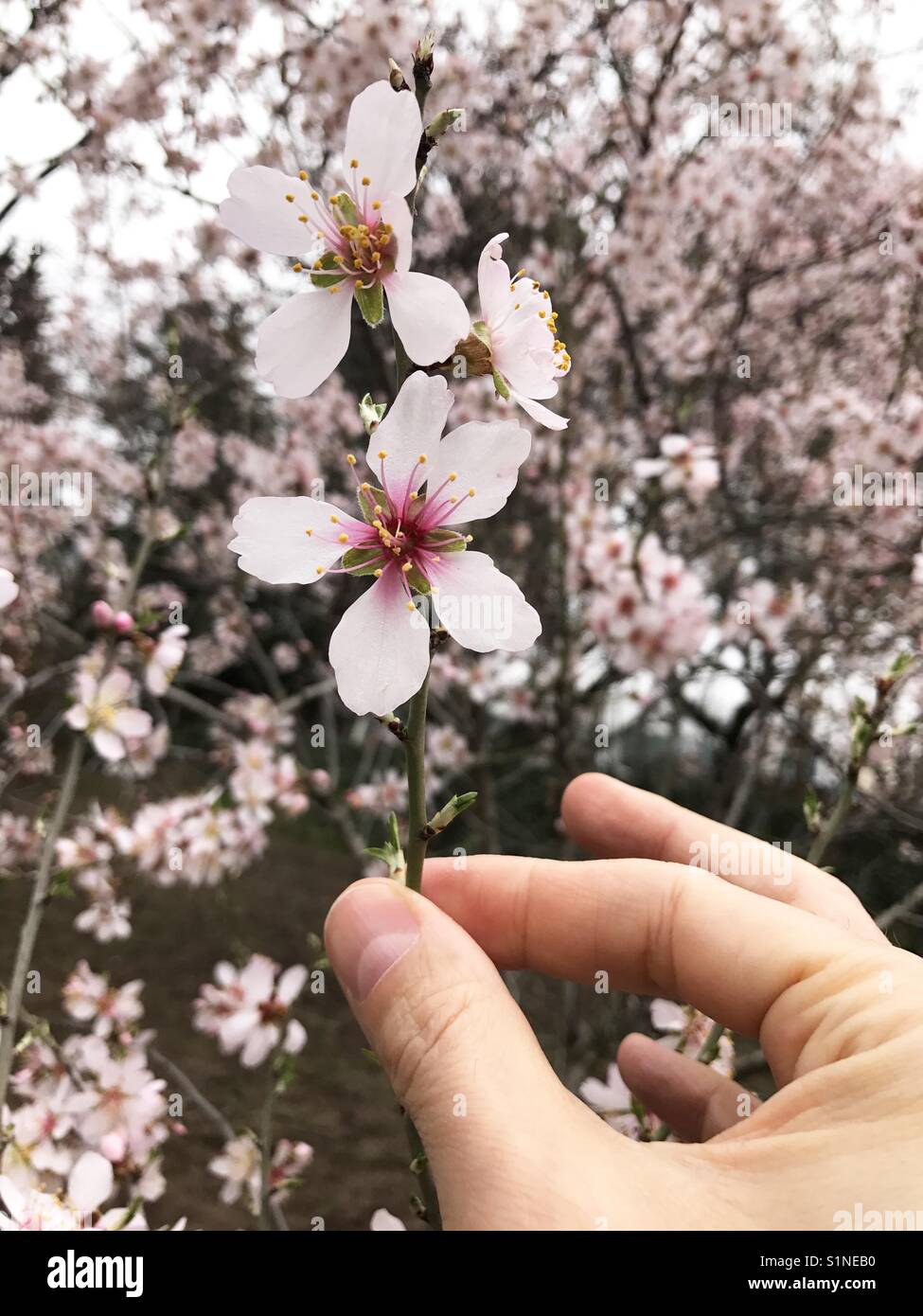 Man's hand holding a branch of flowered almond tree. Close view. - Smartphone Captured Stock Image