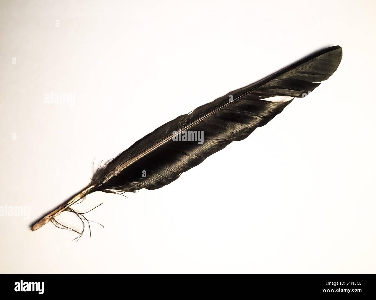 Black bird feather Stock Photo Alamy