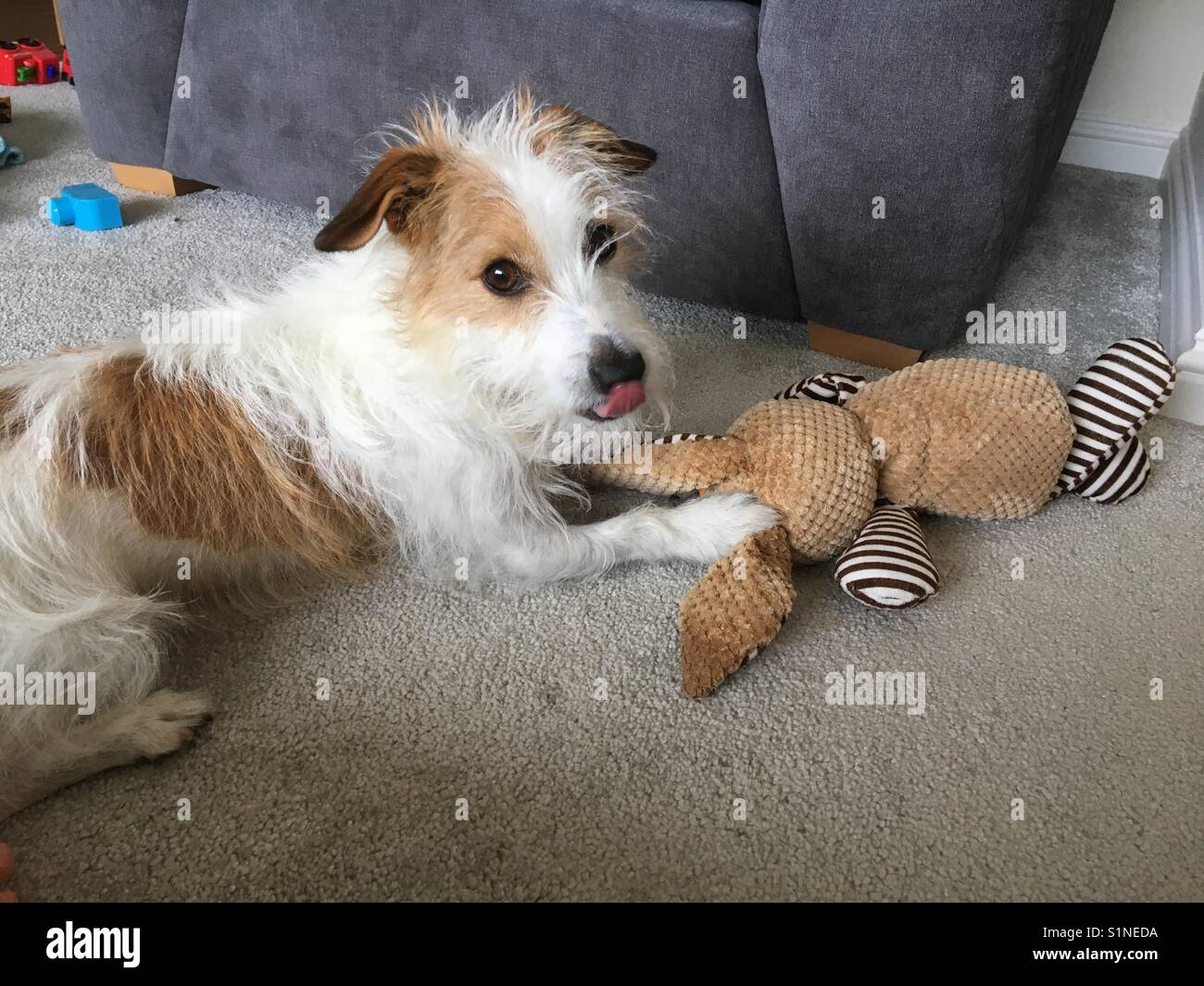 jack russell teddy